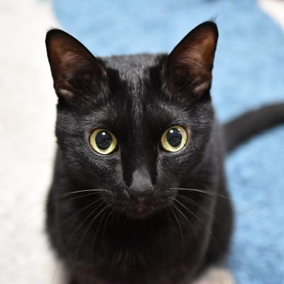 宮崎(住) 誰でもフォロー‼️
よろしく☆
マンション(独り暮らし)会社員☆
フリー☆動物大好き☆