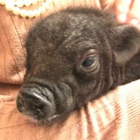 MOTO🏍PIG🐖 (@motopig) Twitter profile photo