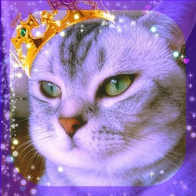 京都生まれのボクやけど、えらい山おくで暮らしてますぅ。みんなから【ごっちゃん】言われてかわいがられてます。
かつおとささみと干したキャットにっぷが好きな アメショのボクです。みなさんどうぞ よろしゅうたのみます。