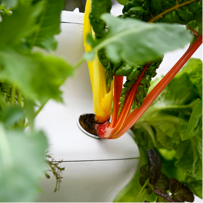 Growing your own food has never been this easy