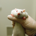 justsaysinrats (@justsaysinrats) Twitter profile photo justsaysinrats (@justsaysinrats) Twitter profile photo