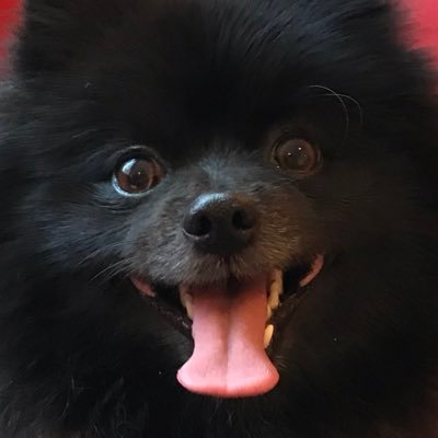 教育関係の仕事してます。福岡市民。本当は芸人さんのネタの巧さにうなり、時に本を読み、好きな音楽聴いて、あとは寝ていたい。でもそれを許さない情勢。たまに真面目なことも考えます。 写真は愛犬シュヴァルツと、12月の辺野古の海。 需要がある時は、福岡市内の戦跡ガイドやってます。#肉球新党 #こんな人たち
