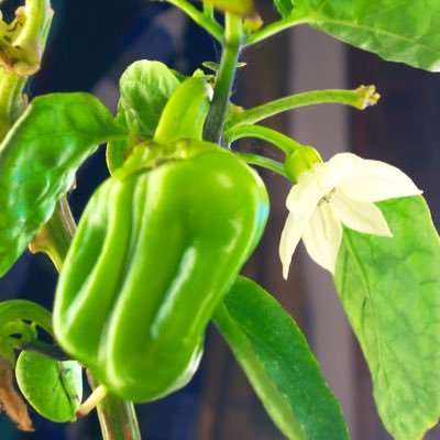 Our Vertical Grow System can grow 50 to 500 plants or more, 5 feet tall, works with any type of plant. We look forward to growing with you.
