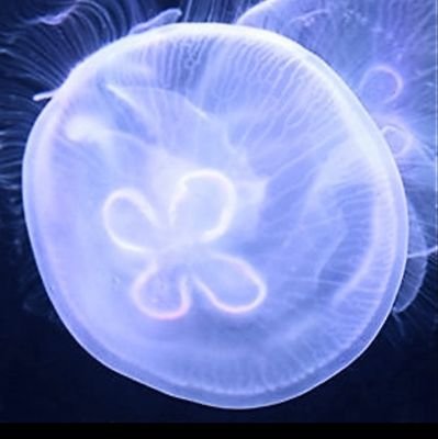 海月(エイ)さんのプロフィール画像