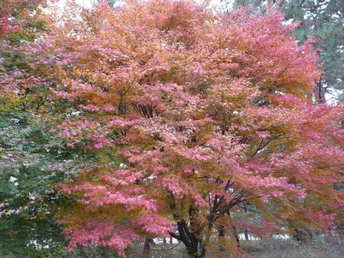 Nisshi_Nu_'s profile picture. 「ついっぷる」様、今まで有難うございました。 現在はKuroTwiを試用中です。

twitterを、主に情報収集用として利用しております。