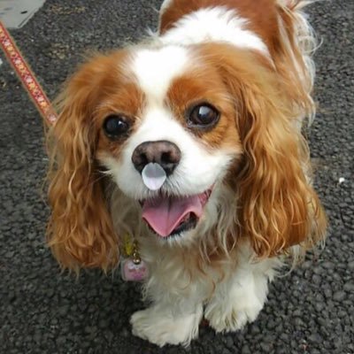 CHIYORI_grcs's profile picture. キャバリア❤️至上主義/皆様のキャバリアちゃんの写真を見て癒される用/オリジナルイラストのグッズを作ってたり/アイコン→ブレナムの次女🌈ヘッダー→トライの三女🏠