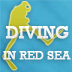 Everything You Need to Know About Diving in Red Sea