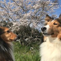 ヤマモト アルフ&ビシュラ (@yamaalfbissula) Twitter profile photo