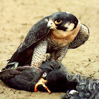 الباز المنقّض (@coollaan) Twitter profile photo