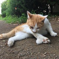 Nao (@gacktvanilla) 's Twitter Profile