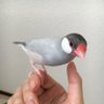 bluecomet12's profile picture. 文鳥飼い、柴犬飼いたい