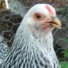 Chronicling a backyard chicken coop, plus chicken keeping news updates