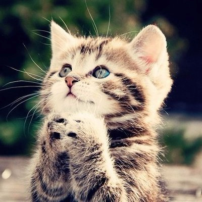 癒しの猫ねこ動画 Cat Cute Tw Twitter