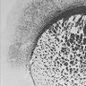 pouladilab's profile picture. We use genetics to understand brain disorders, with a special interest in glia, myelin, and white matter pathology. @bcchresearch @ubc