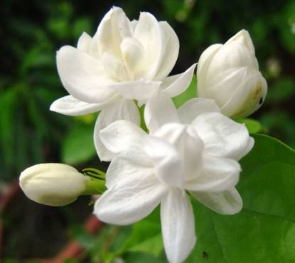 PanggilakuM's profile picture. #timmelatibukan #pasukanmawar