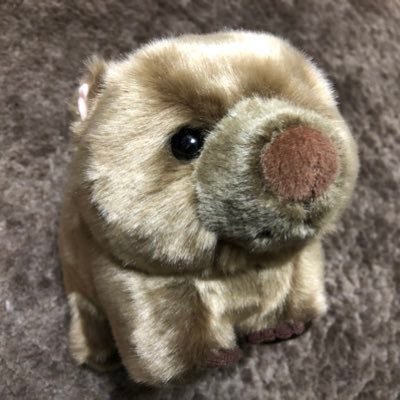 関東満足会のまりも丼です。 「ポケモンカード(スタン、旧裏、VSハーフ、カードe、ADV・PCG)」「スプラトゥーン3」