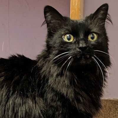 JaySmorez's profile picture. I love this town!