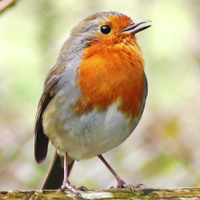 Paul Wainwright (@manofgarden) 's Twitter Profile