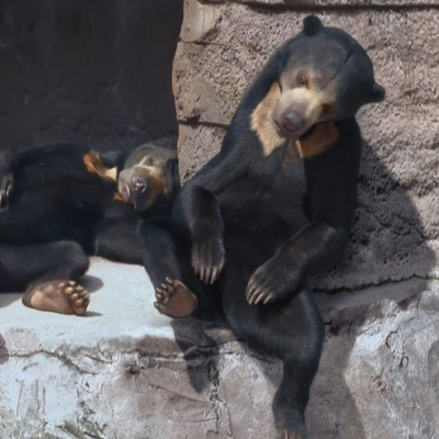 さんかくおむすび ニホンアナグマの むむ です 顔もかわいいけど 名前もかわいい ニホンアナグマ むむ 天王寺動物園