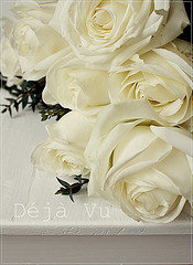 White_Roses10 Profile Picture