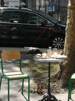 TicoArtik's profile picture. North African Revolution