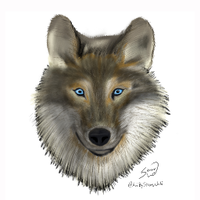 Strong Wolf(@ArtByStrongWolf) 's Twitter Profileg