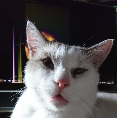クレイ、2019.4.11、7才で永眠(プロフィール画像)。正確には誕生日は勝手に作ったのでほんとは6才だったかも。経済的に困難で、治療断念したので早死にしました。(現在家には9匹)天寿を全うさせるには少頭飼育必須! #去勢 #避妊は大事! #動物虐待撲滅 #リアルファー廃止 #中国は動物虐待国 #中国人マジ狂ってる