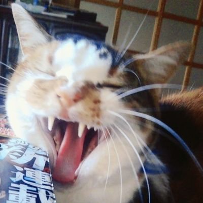 そいつさんのプロフィール画像