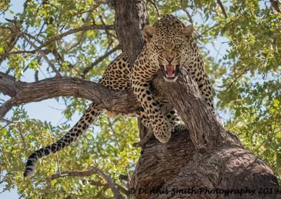Travel focusing on African adventures, Family safaris, group travel, Honeymooners, Stargazing trips, Safari weddings' thrill seekers, event chasers and Sunsets