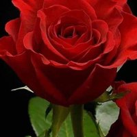 ملك الابداع (@renzwnvwrl8u4jf) Twitter profile photo