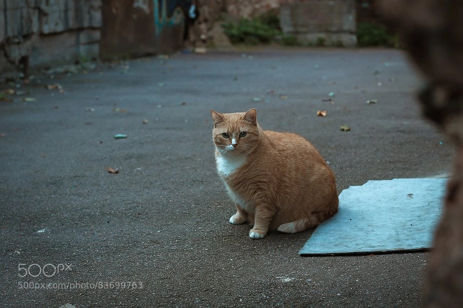 PrettyFatCat1's profile picture. just a cat happy with its body image