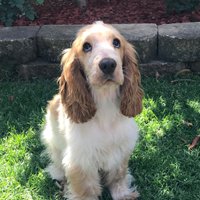 alice the dog (@alicethespaniel) 's Twitter Profile