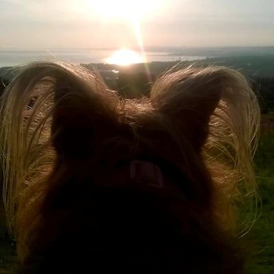 Oldtowndogwalk1's profile picture. Dog walker in the old town of Edinburgh and surrounding area