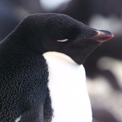 dalwooduniverse's profile picture. 🇬🇧/ Tom Hiddleston/ Loki/ Good Omens/ SF/ PS4/⚡️🐍/ 20⬆️