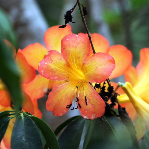 commodityalert's profile picture. 