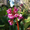 SSwindonBloom's profile picture. Follow our progress towards our South Swindon Bloom entry