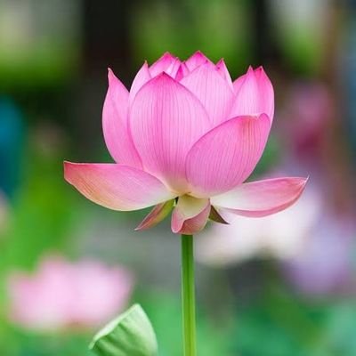 Perusu8's profile picture. 