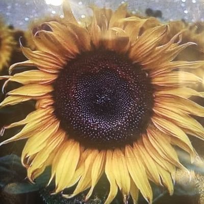 BuccoArtie's profile picture. 