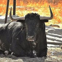 LE TORE (@eltorointegro) 's Twitter Profile Photo LE TORE (@eltorointegro) 's Twitter Profile Photo
