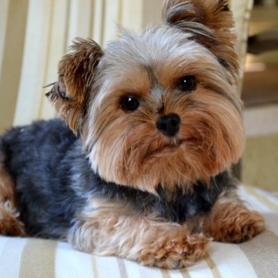newyorkiecity1's profile picture. just a bunch of pictures of animals. what else?