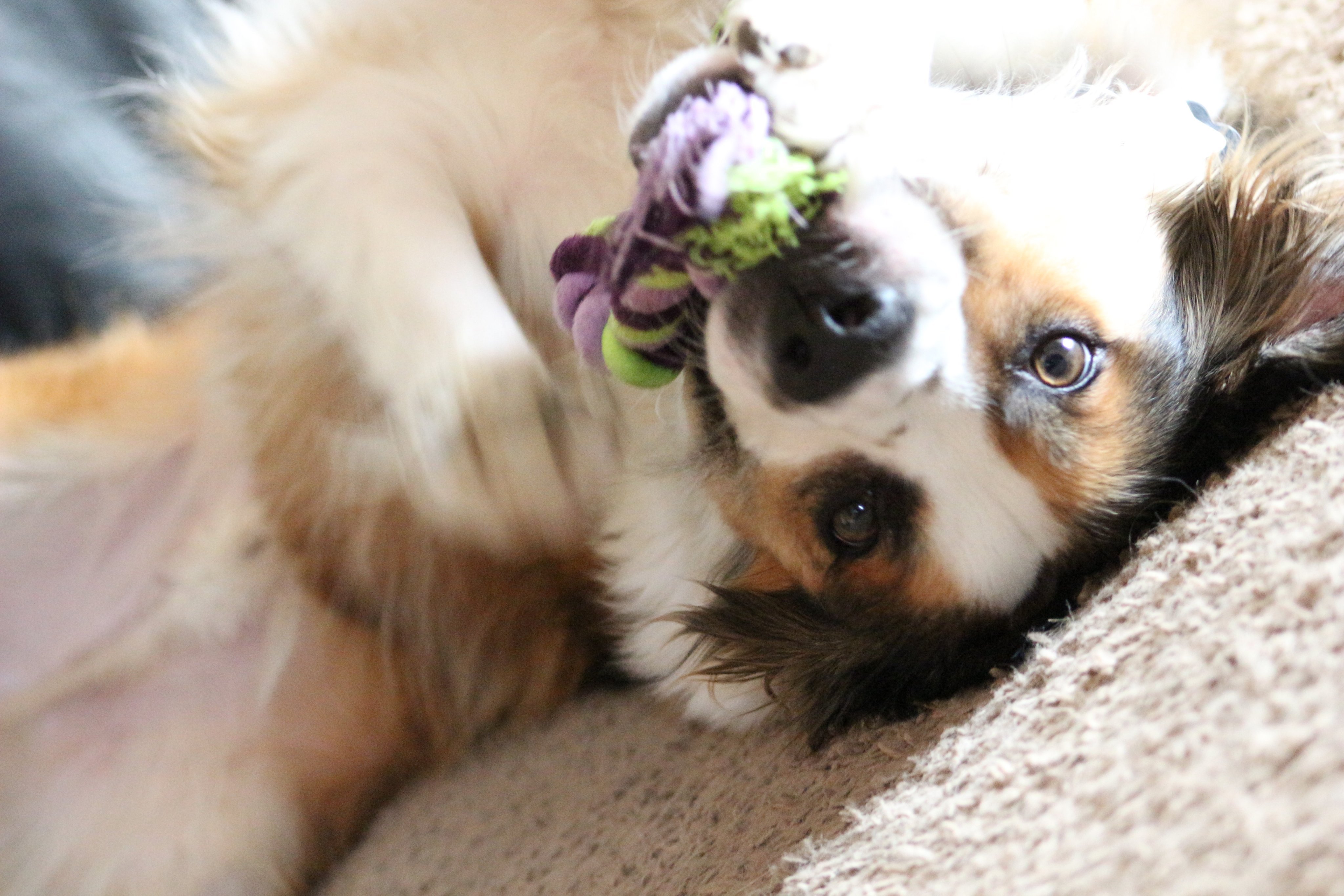 Hi I am Winston, the lazy lovable pup! Follow me on instagram @iamwinstonpup