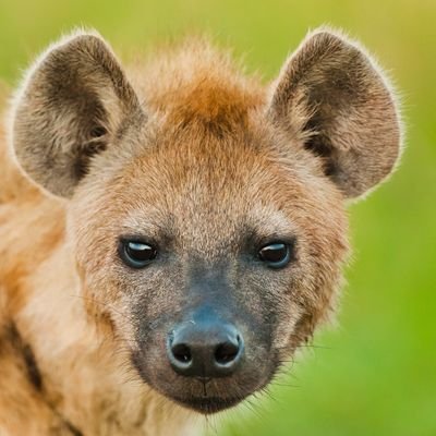 xXbigkitty69Xx's profile picture. i am a idiot and dont take what i say seriously