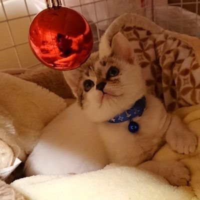 2017年10月13日に愛猫プチと運命的な出会いがあり一緒に生活していましたが、2023年8月30日🌈  5年10ヶ月早いお別れに。

辛さを乗り越えるためにも、過日のプーを添えて呟きますがご了承ください🐱🐾