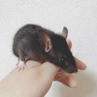 Ratta (@rathanbai) Twitter profile photo