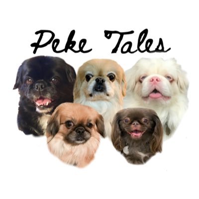 TriPekes Joker Koko Five pekingese living a life of love (and comic captions).