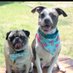 Puglas the pug + BBBlue (@puglasthepug) Twitter profile photo