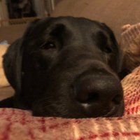 AJ King (@ajking1010) 's Twitter Profile