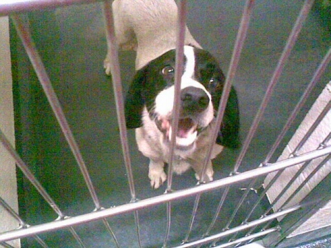 realspice's profile picture. 