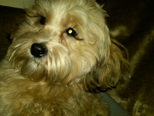 jerrysilbowitz's profile picture. @unitedtalent