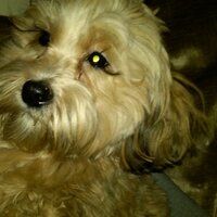 Jerry Silbowitz (@jerrysilbowitz) 's Twitter Profile